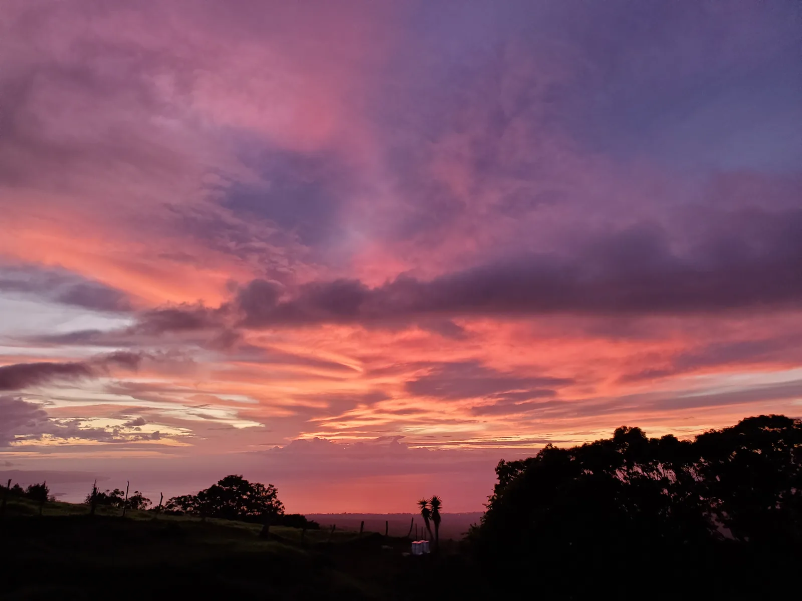 A coral-and-violet sunset over the Upcountry slopes, silhouetted trees and a ti plant, with the ocean on the horizon.