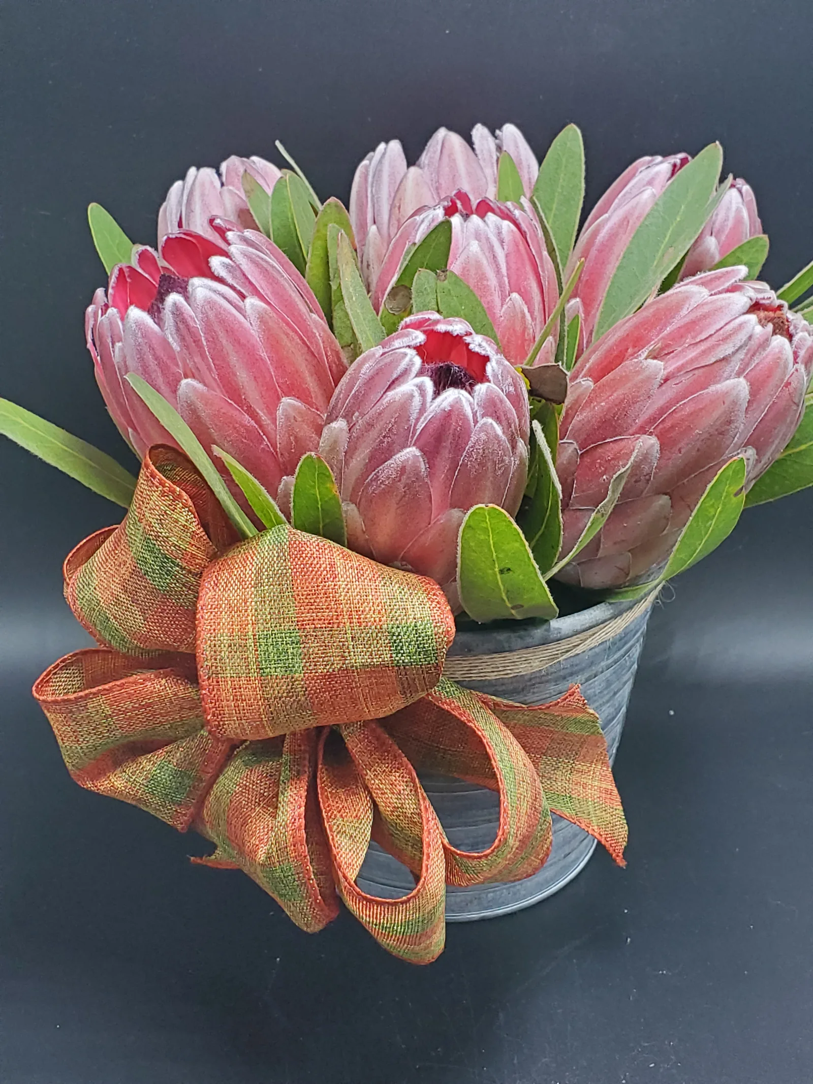 A galvanised pail of pink King proteas tied with a plaid orange-and-green ribbon.