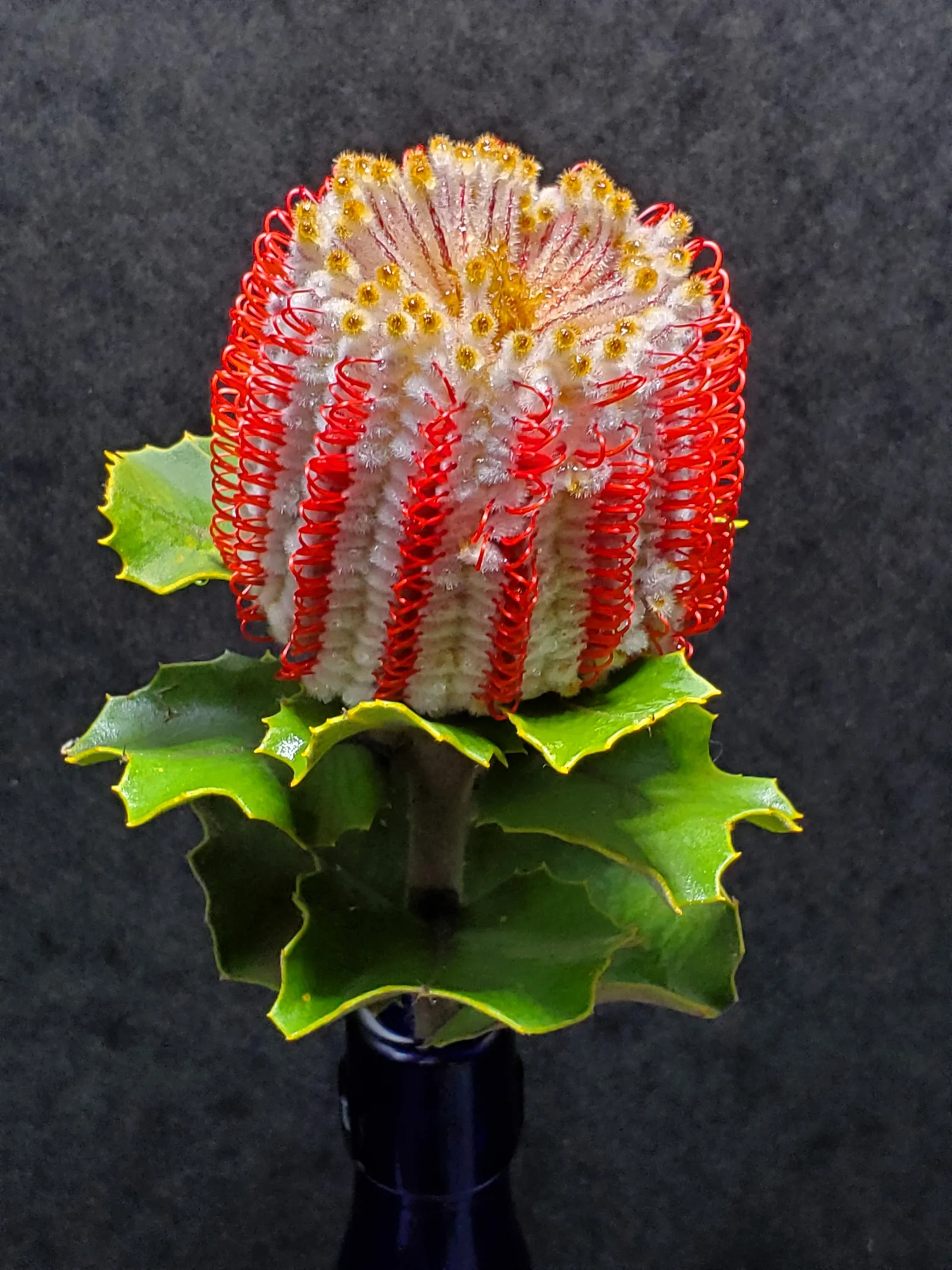 A red-and-cream candlestick banksia bloom with curled red styles and holly-like leaves, in a dark vase.