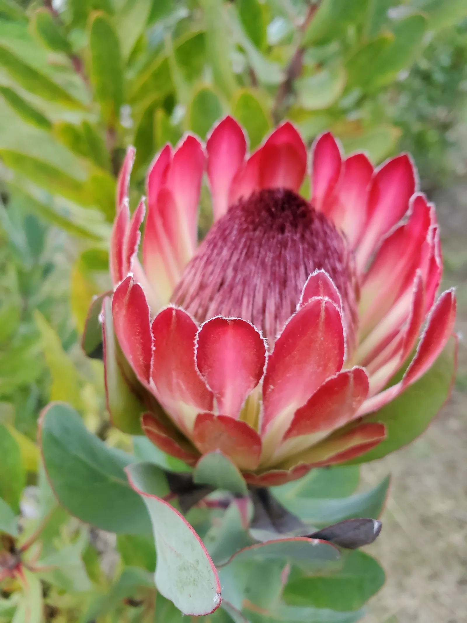 A single crimson-pink King protea growing on the bush in the field, green foliage behind it.