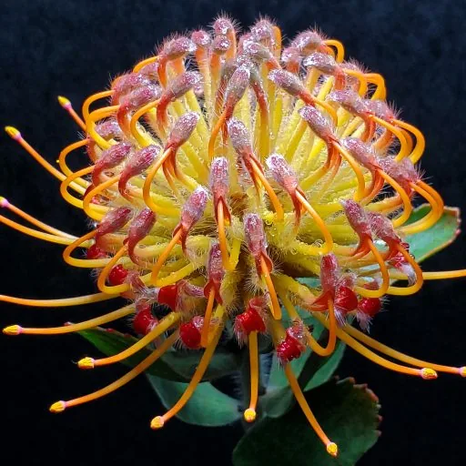 A yellow-and-orange pincushion protea in close-up, its curved styles fanning out like pins.